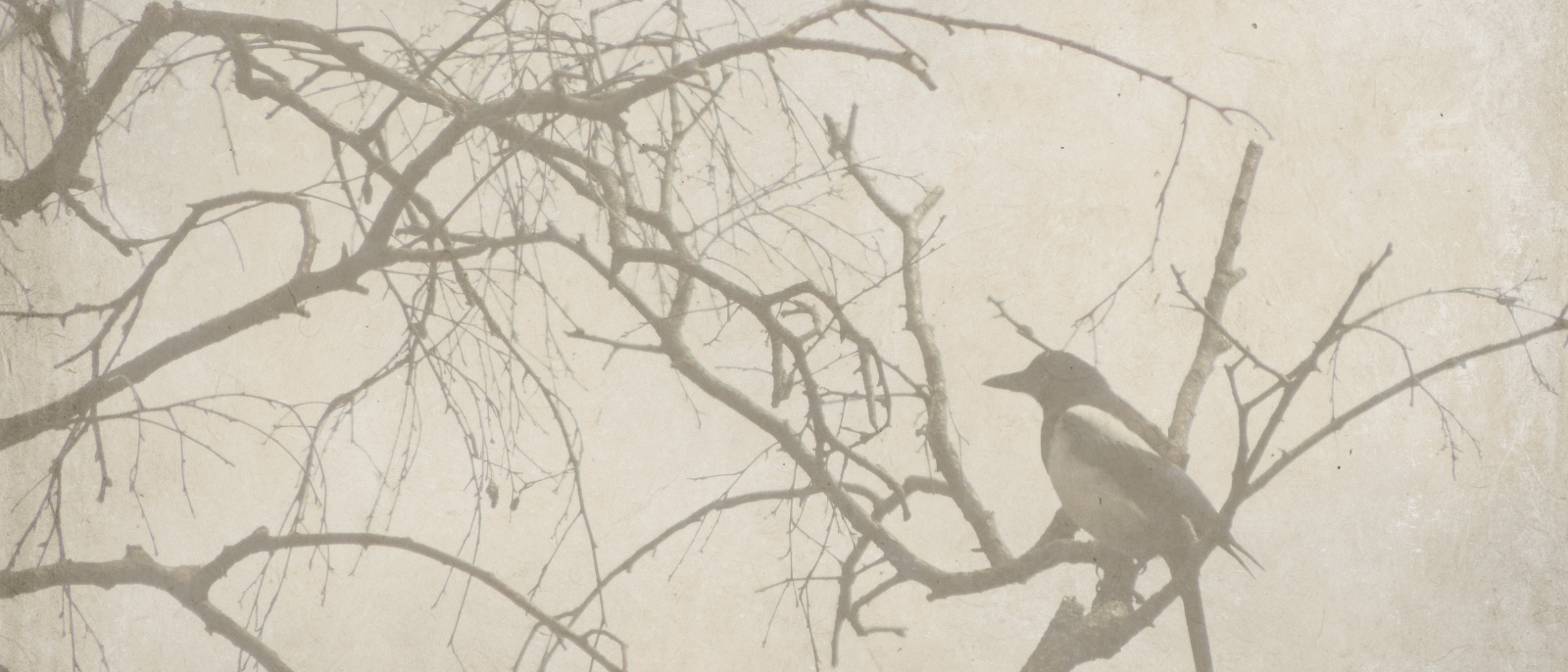 A bird sitting on a bare winter tree