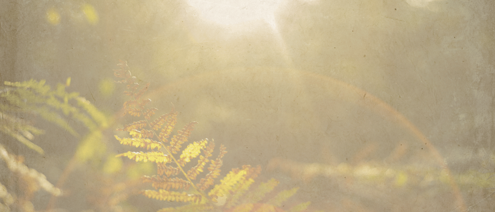 fern with sunray behind it